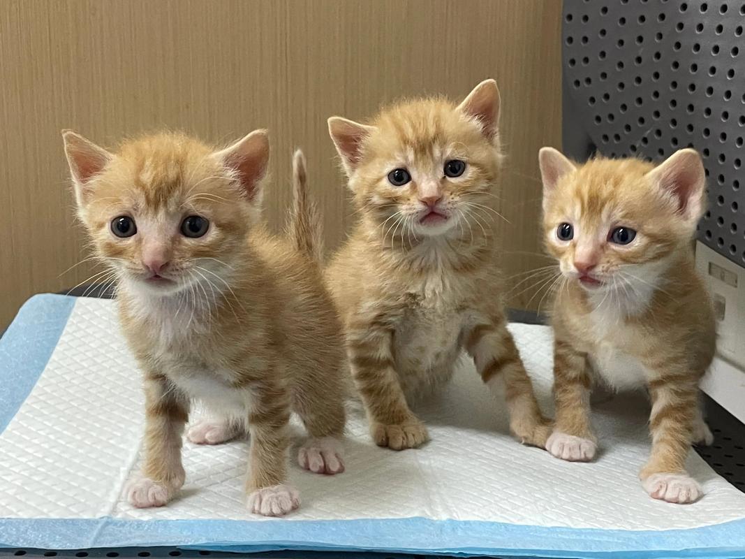 小学生在线作业文档末尾隐藏的流浪猫领养小报截图