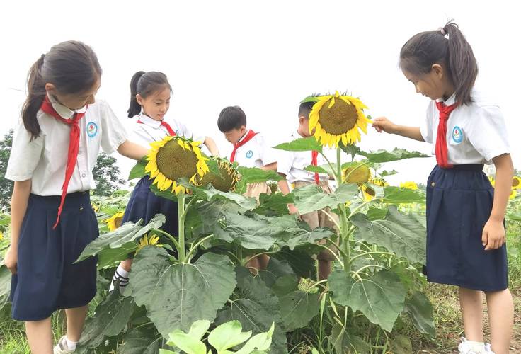 小学生开展校园植物探究项目式学习活动