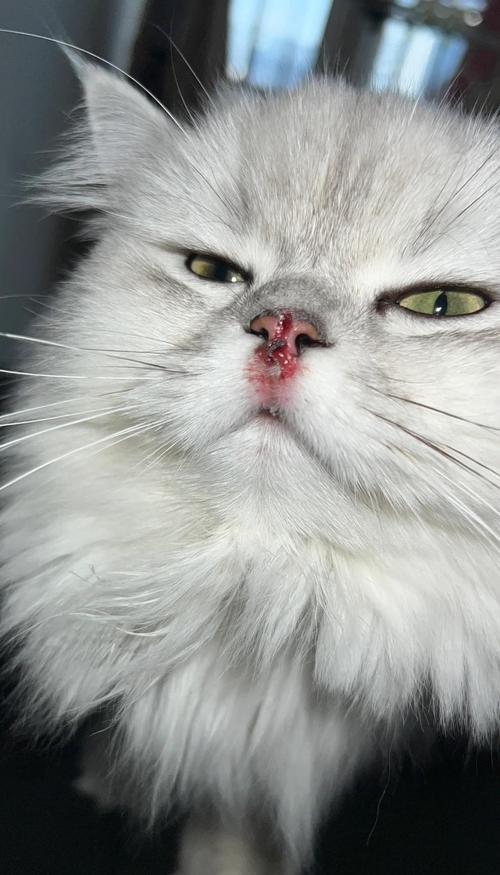 猫咪过敏性鼻炎清水样鼻涕实拍