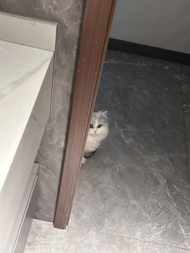 猫咪蹲在卫生间门口盯着主人洗澡