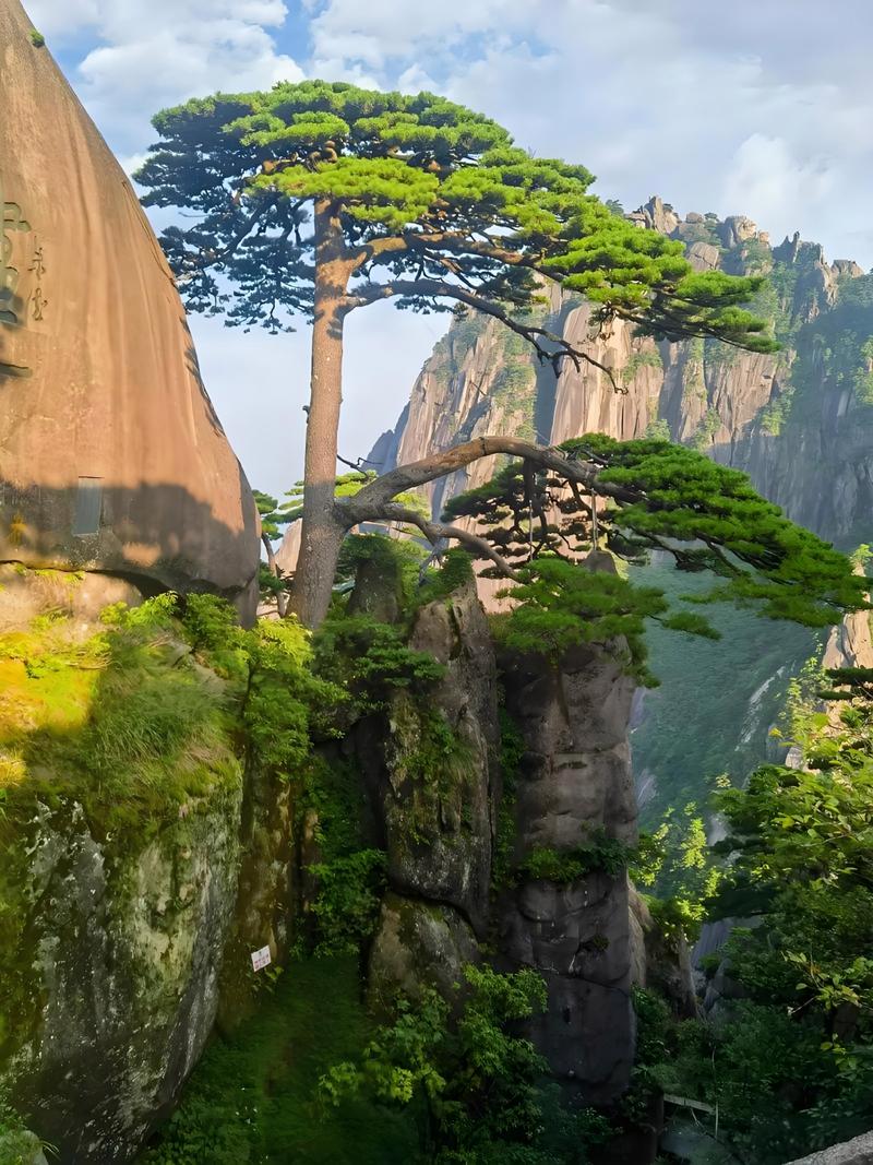 安徽黄山云海绕峰奇松景观
