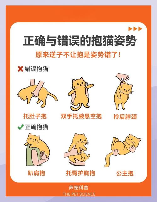 新手主人蹲沙发边哄新猫错误示范