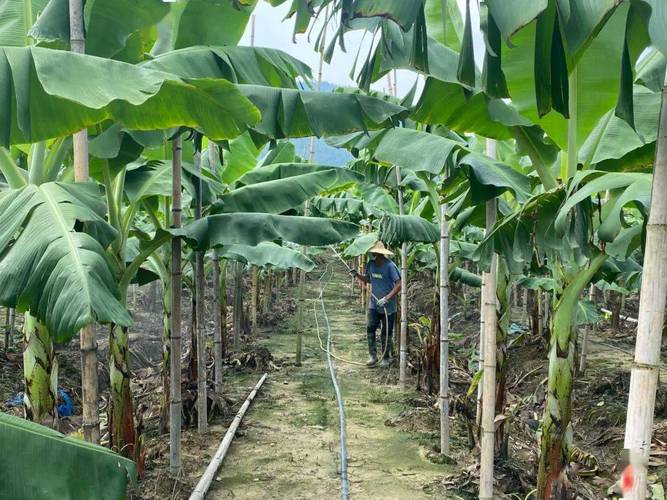 藏在日常里的生物技术应用：从农田到手术室，它早改变了你的生活