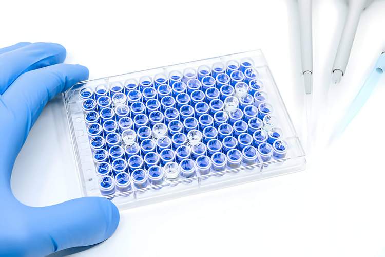 生物医药实验室科研人员使用移液器操作细胞培养板