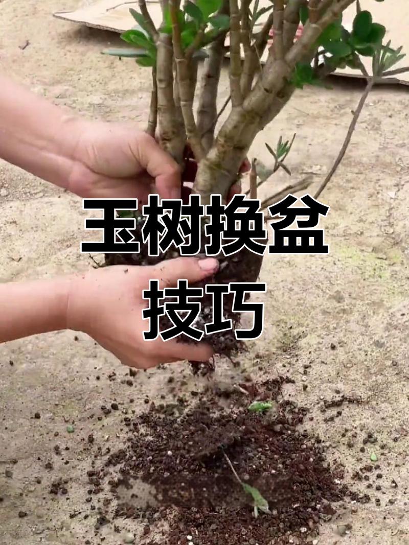 绿植换盆修根步骤示范