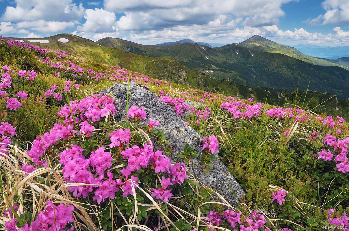 仙女山春季杜鹃花海