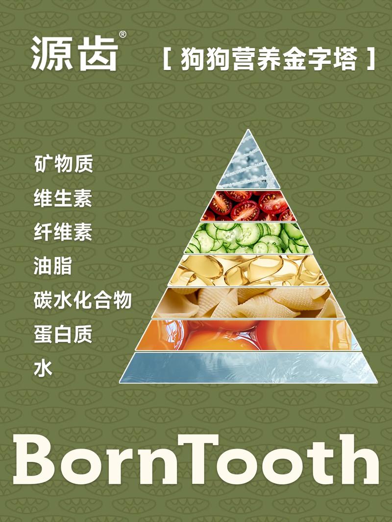 狗狗正确饮食结构金字塔图