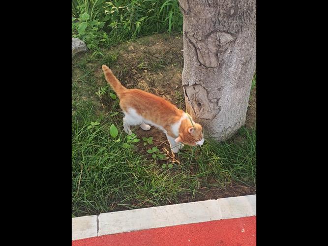 跑步者蹲下拍摄路边一只橘猫