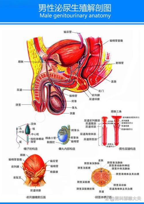 男性遗精生理过程医学示意图