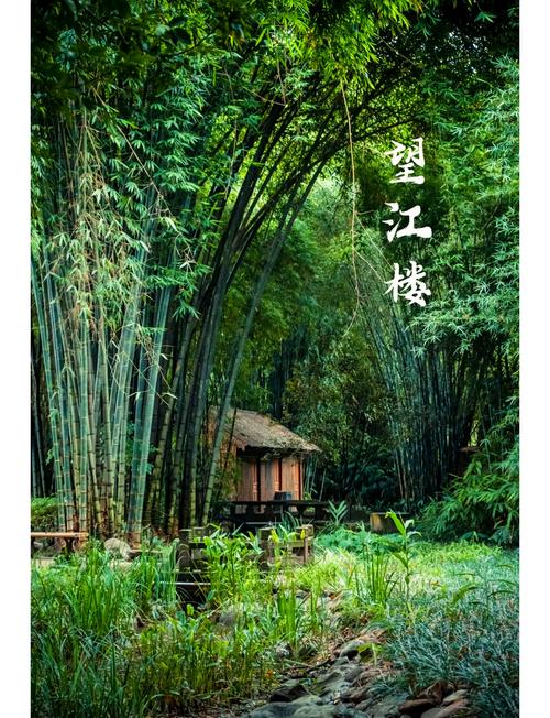 03 望江楼公园·竹林深处:用广角拍纵深感