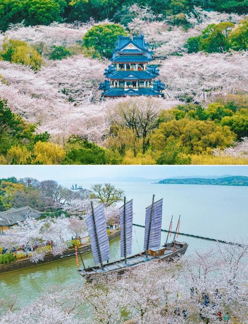 无锡鼋头渚春季樱花谷落樱步道