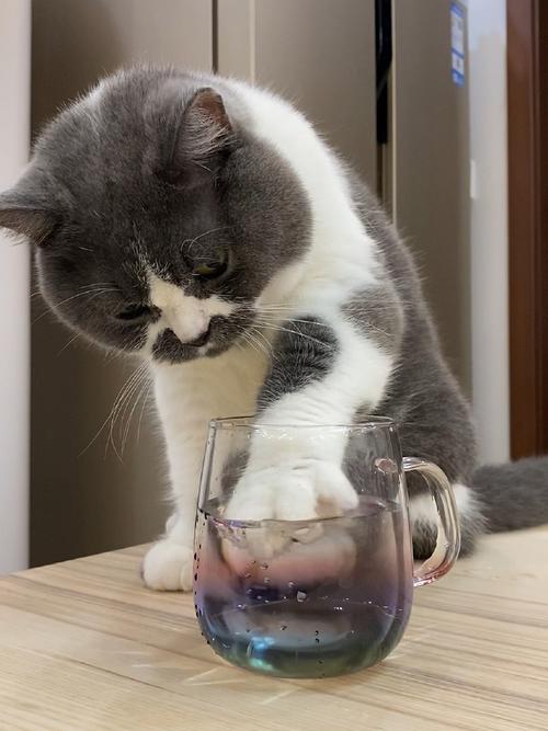 猫咪用爪子推玻璃杯 抓拍