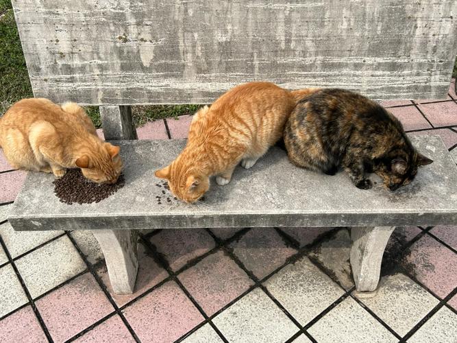 家长带娃给流浪猫放猫粮互动图