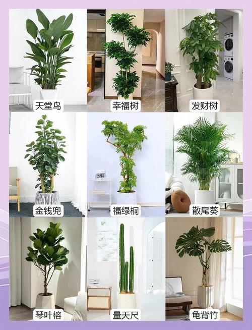 常见高净化效果绿植品种对比图