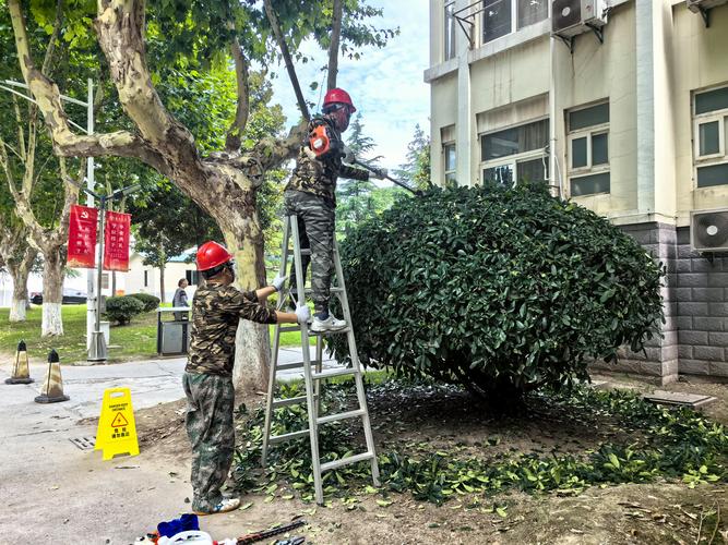 南京小区物业绿化修剪作业现场