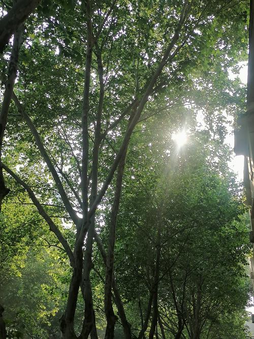 蝉鸣:一场持续千年的夏日声景-因为所以