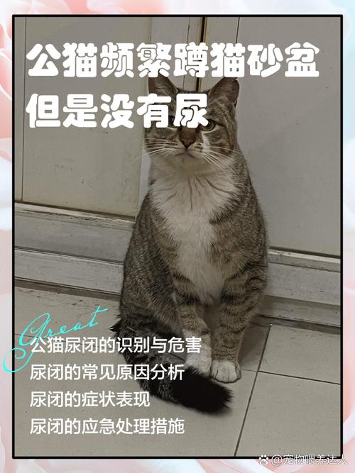 公猫蹲猫砂盆反复排尿动作实拍