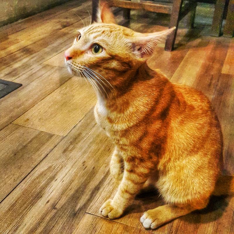 路边橘猫趴在石阶晒太阳的朋友圈实拍图