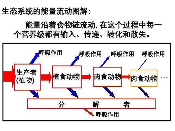 草原食物链能量流动层级手绘示意图