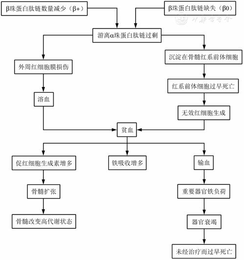 临床基因编辑治疗地中海贫血操作流程图