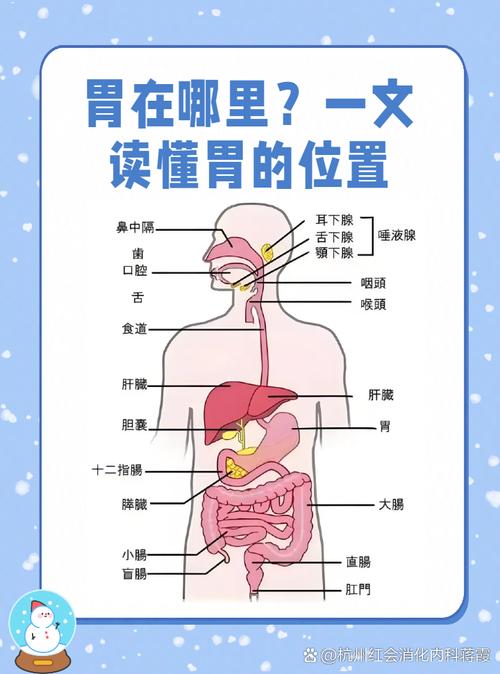 站立躺卧胃部食物位置对比示意图