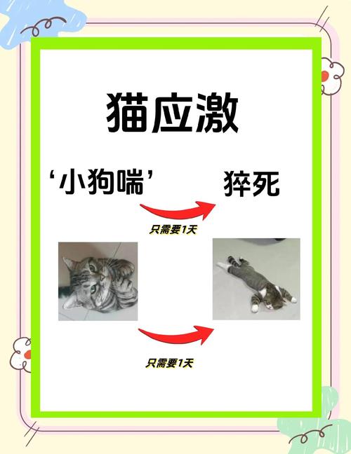 怎么让猫咪晚上收敛点？