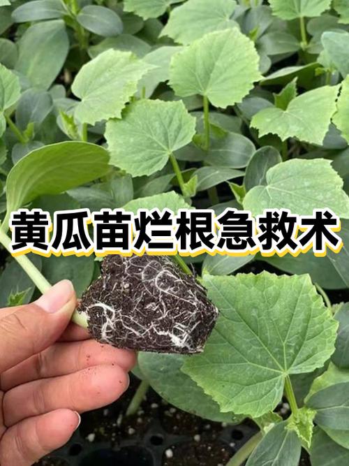 烂根急救速成班