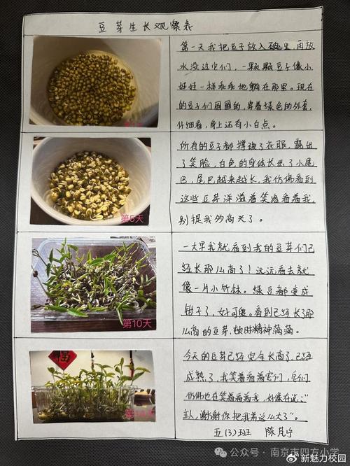 蹲在菜地里的综合实践活动-如东教育网