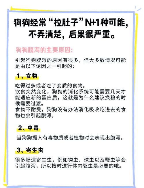 日常做好这几点，少遭狗狗腹泻的罪