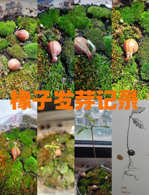 松鼠遗忘的橡子在森林空地萌发幼苗微距摄影