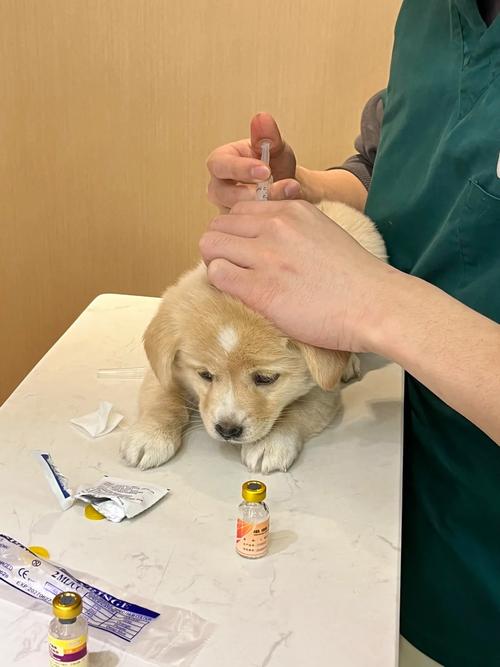 未完成疫苗接种的幼犬室内围栏活动图