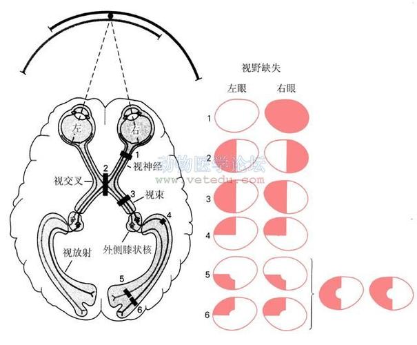 视觉信号传导路径示意图