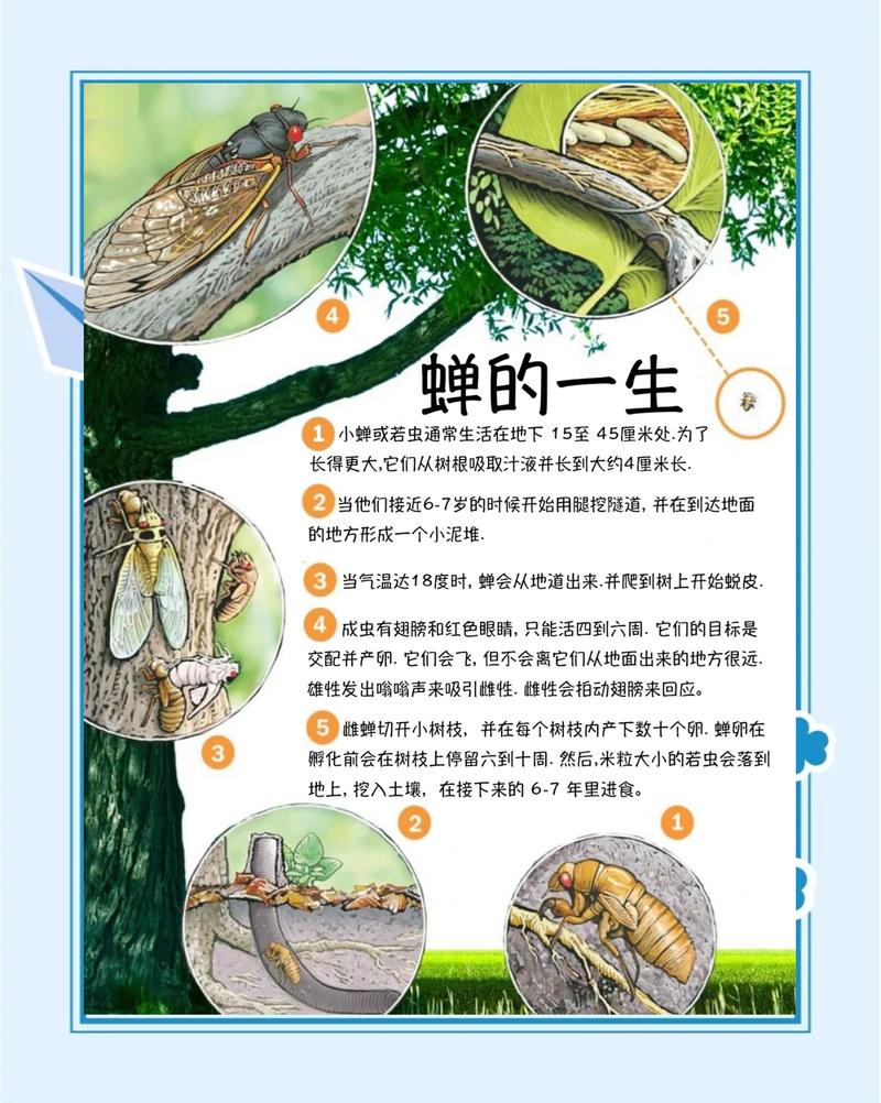 蝉的生命周期从地下幼虫到树上蜕皮羽化过程图解