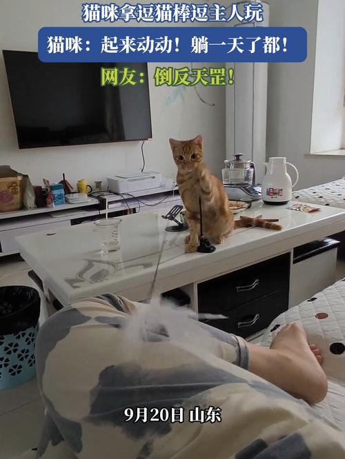 主人躺着床上手握逗猫棒与跳起的猫互动玩耍