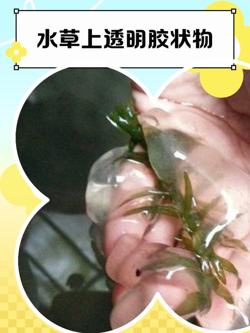 密闭透明袋内植物叶片凝结的蒸腾水珠