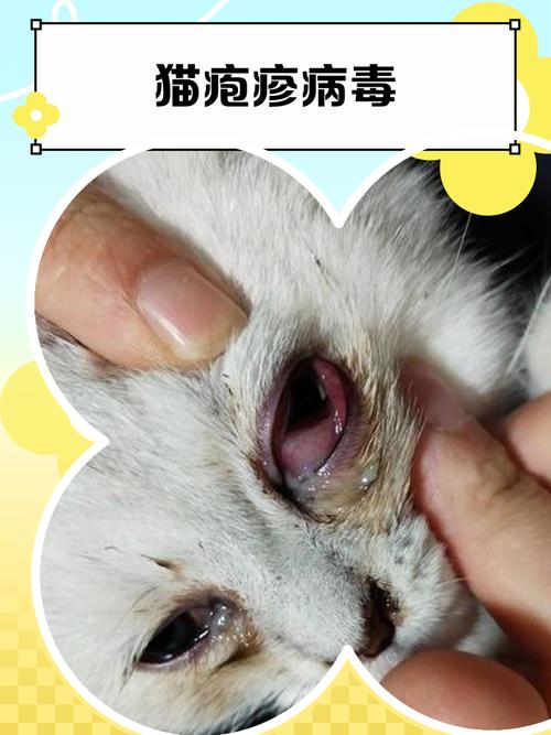 感染猫疱疹病毒猫咪眼部红肿实拍