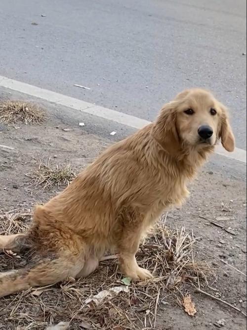 金毛犬上下楼梯瘸腿实拍