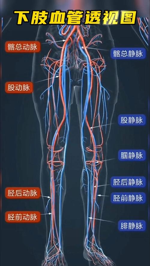 久坐后人体下半身血液循环不畅示意图