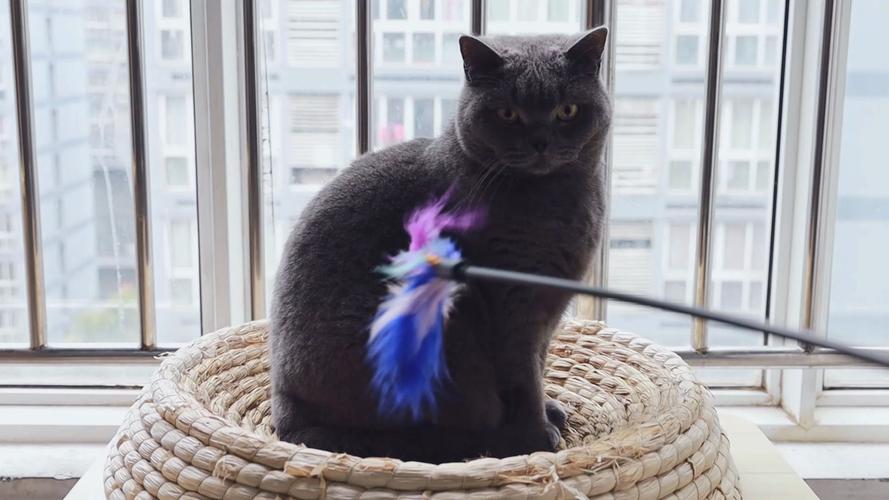 阳光客厅新主人陪领养蓝猫玩逗猫棒场景