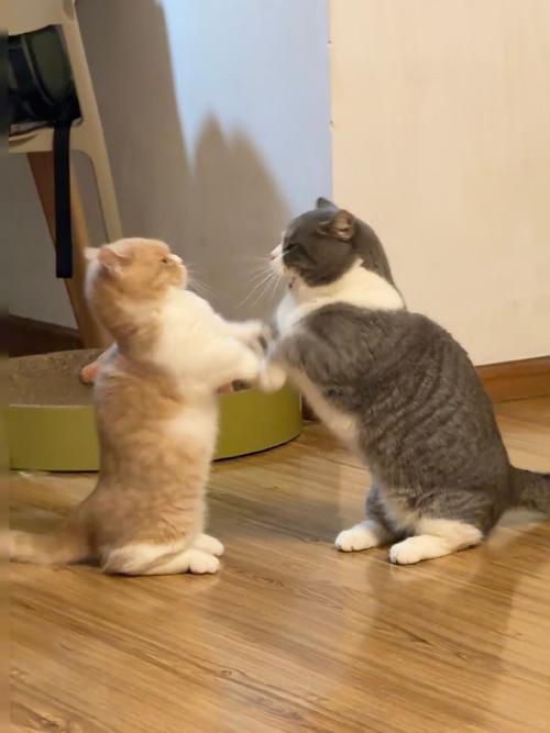 两只猫咪打架对峙瞬间