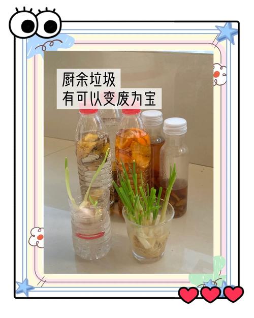 小学生用厨余堆肥种植蔬菜