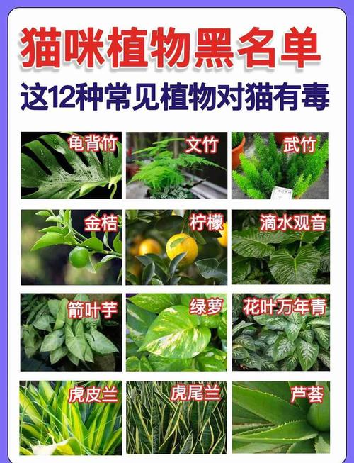 家庭对猫狗有毒常见植物整理图