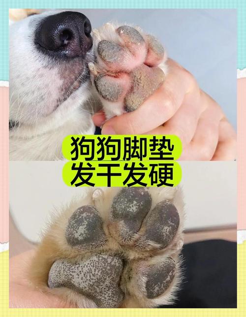 犬瘟热初期小狗干硬脚垫实拍
