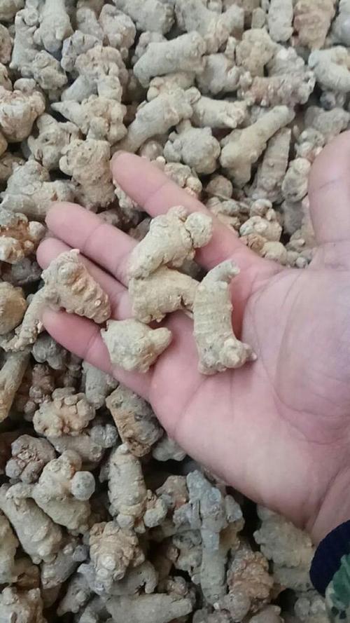中药加工厂三七饮片恒温烘干成品图