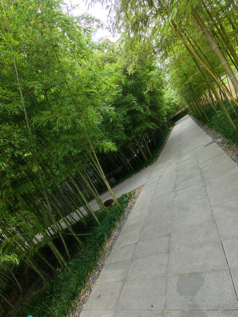金牛岭公园竹林小道