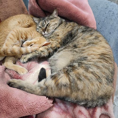 猫咪舒服地趴在主人腿上打呼噜