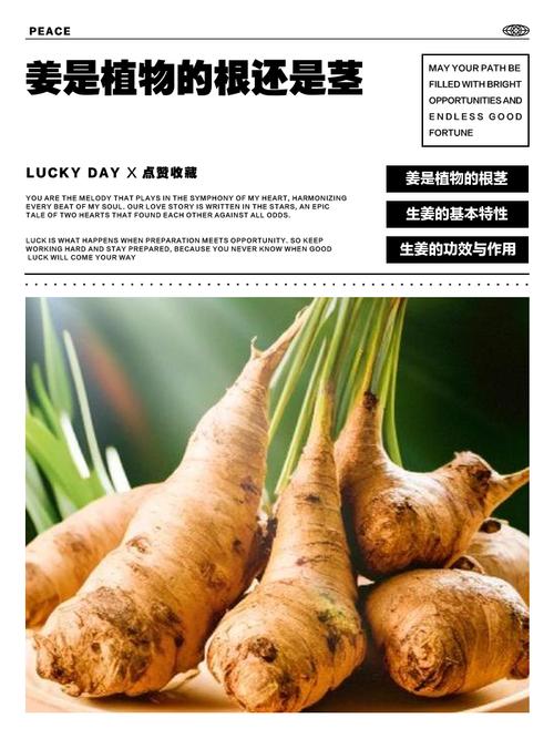 姜的“身世”之谜：它根本不是根