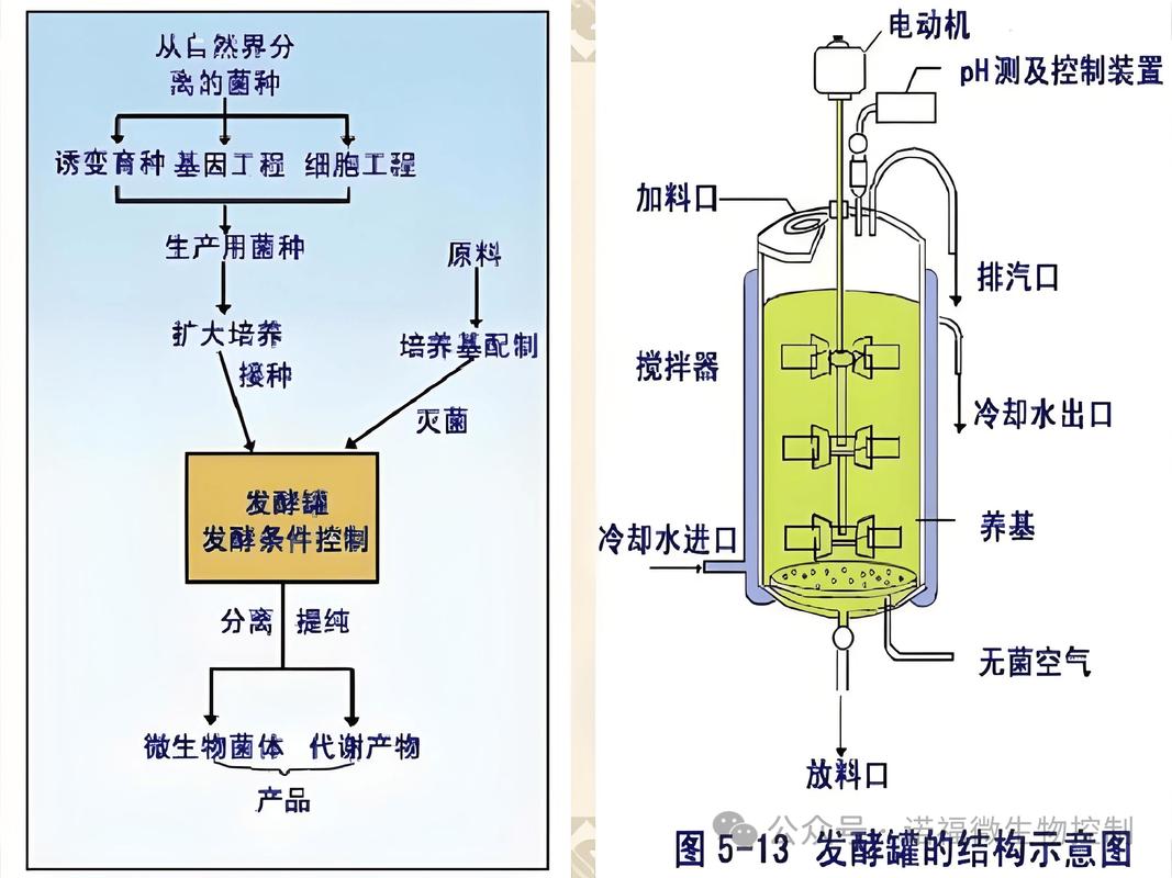 ✅ 发酵和烘烤——最后一步,也是翻车率最高的环节