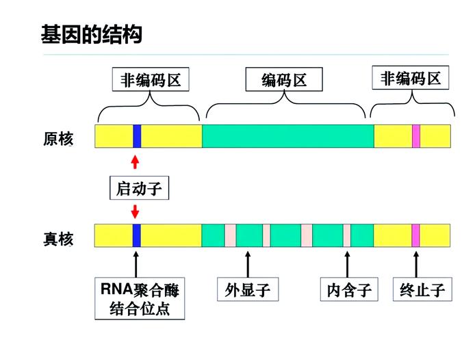 高中生物密码子简并性示意图