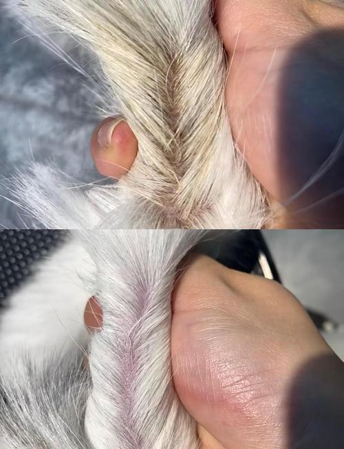 猫油尾巴尾根油痂实拍